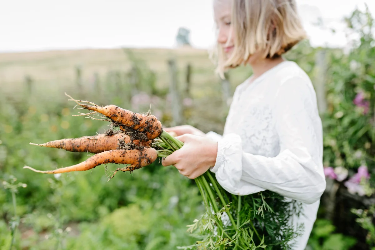 Young girl carrying fresh picked carrots