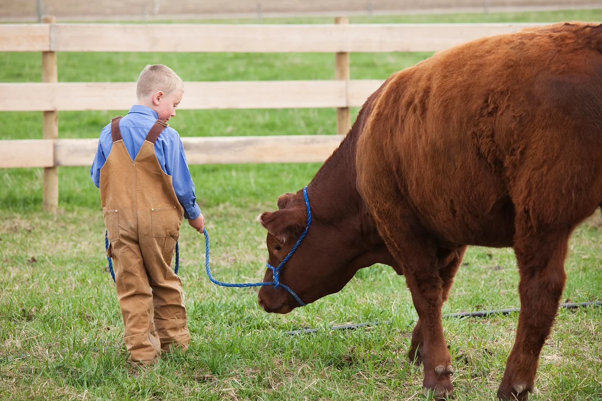 Boy with his 4-H Calf