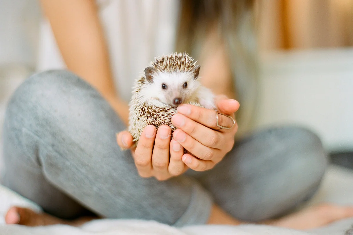 Woman holding hedgehog while sitting on bed