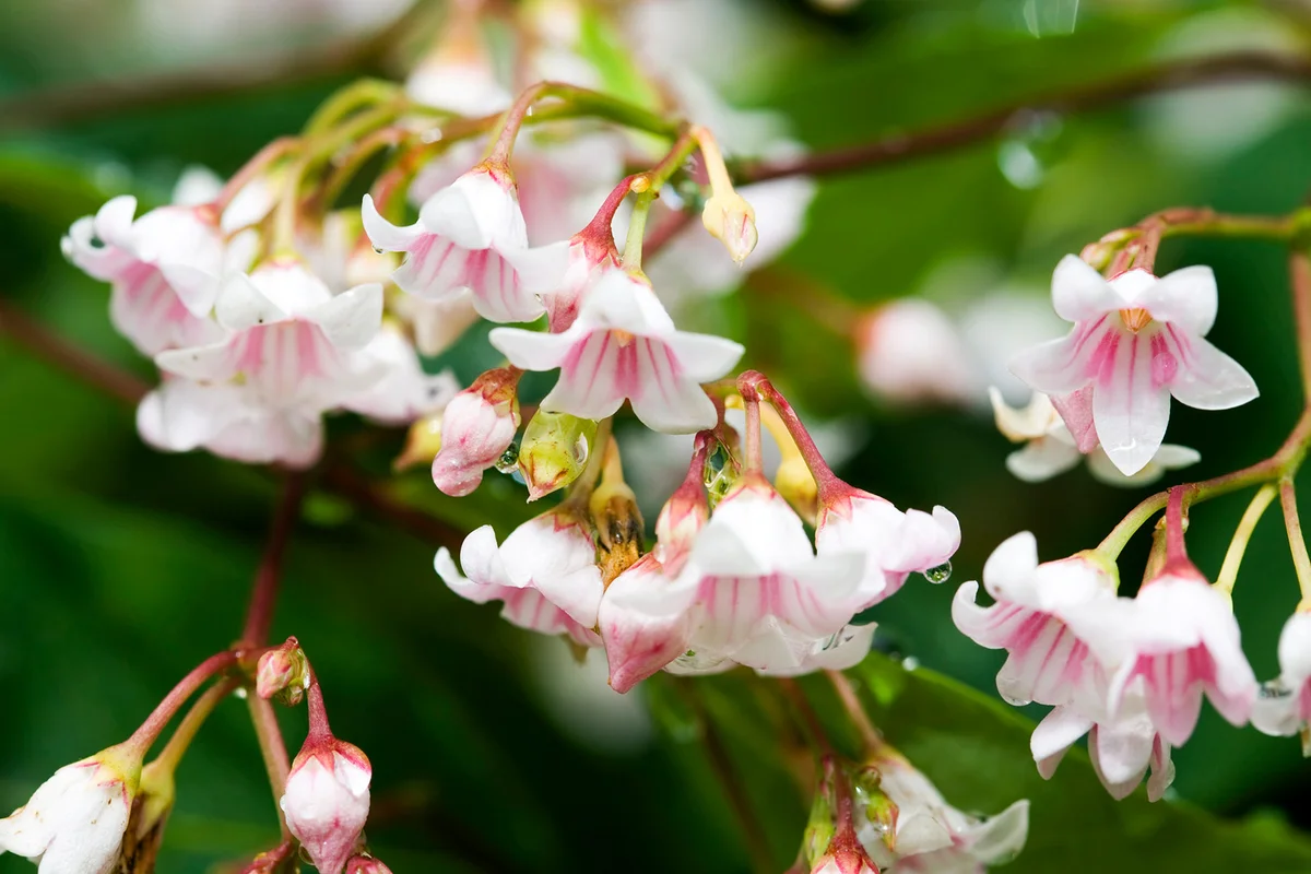 White bell-shaped flowers of Spreading Dogbane