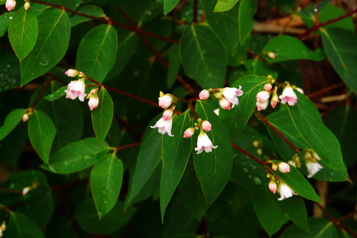 Spreading Dogbane, Apocynum Androsaemifolium