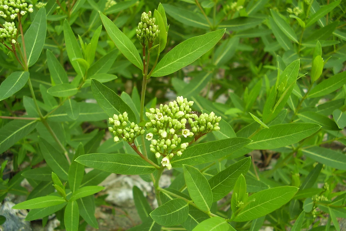 Apocynum cannabinum