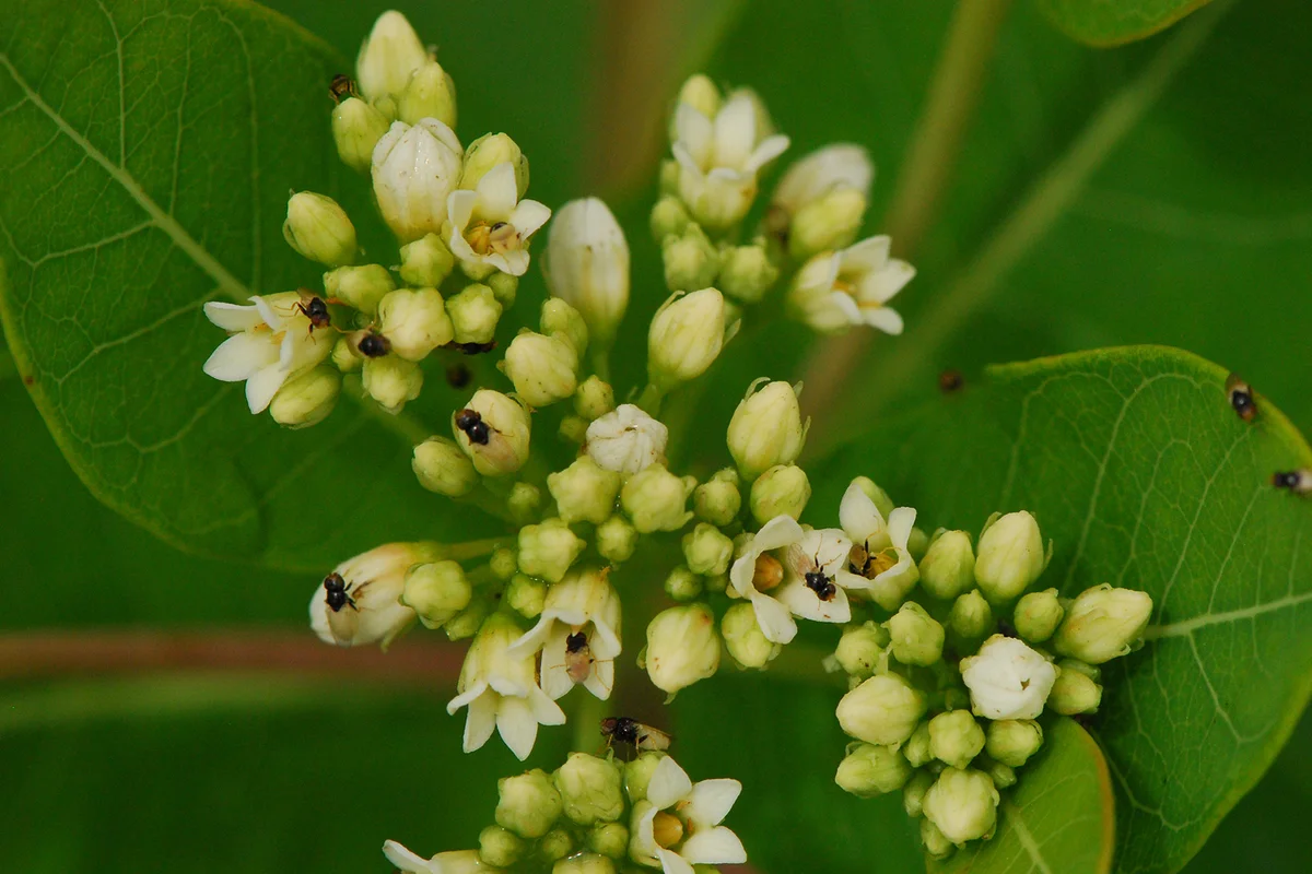Insects on Indian Hemp (Apocynum sibiricum)