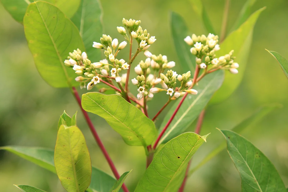 Intermediate dogbane