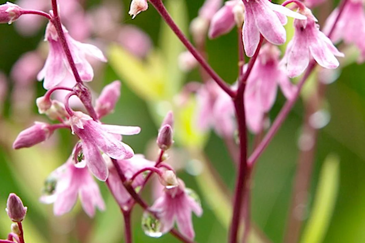 Apocynum venetum var. basikurumon, Shiretoko, Hokkaido