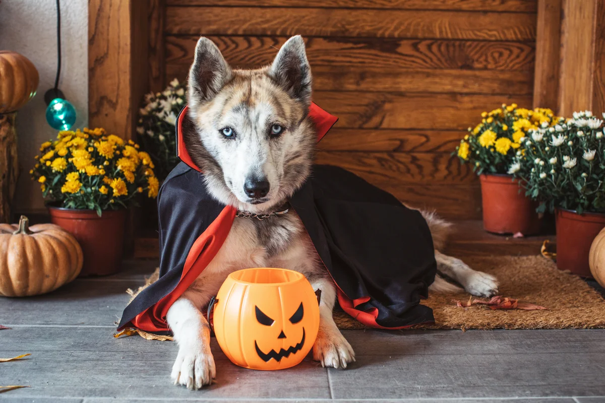 Halloween vampire dog