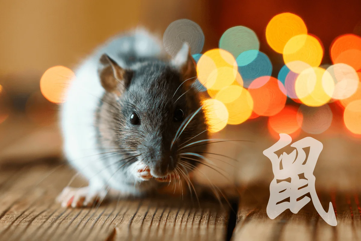 cute rat on wooden background beautiful bokeh