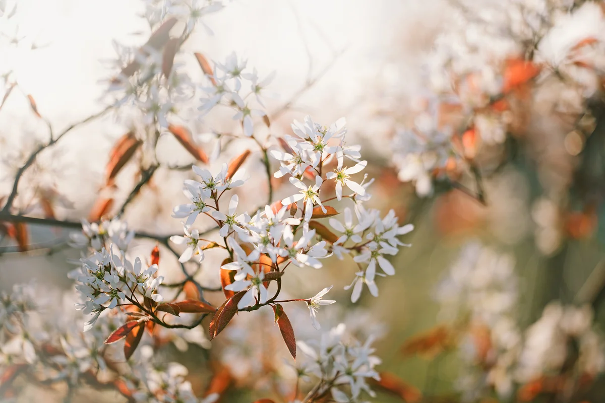 Serviceberry bush flowers also known as Juneberry