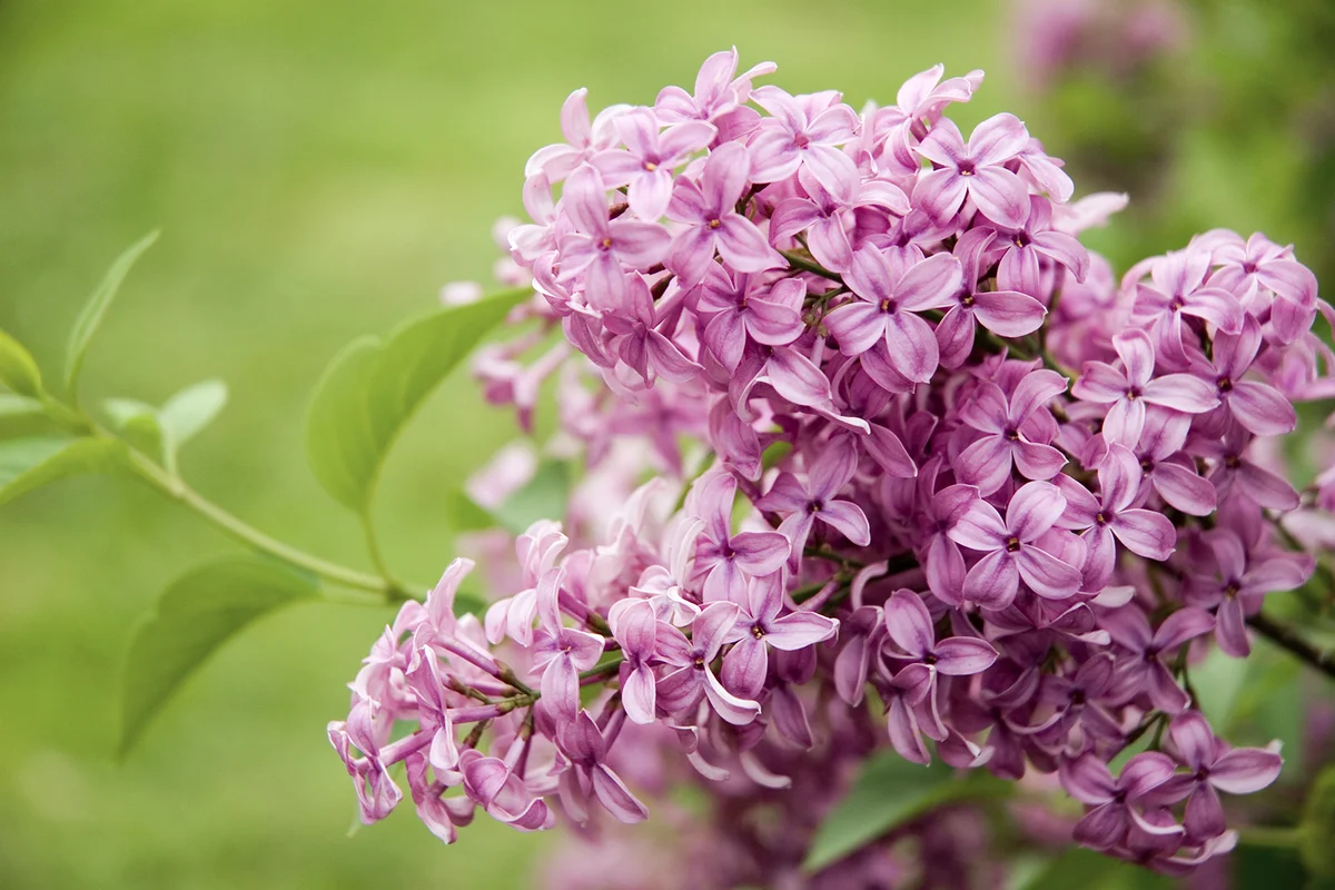 Purple Lilac