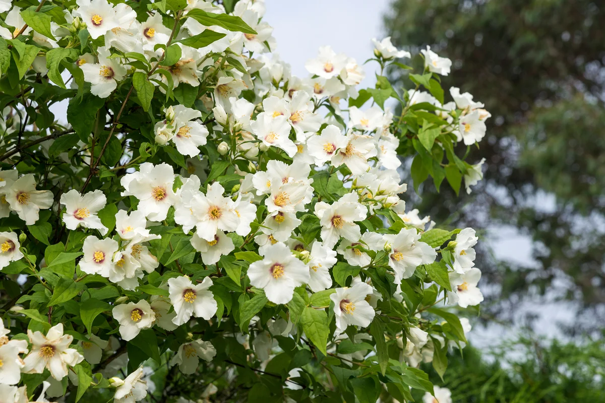 Philadelphus 'Belle Etoile' also known as a Mock Orange