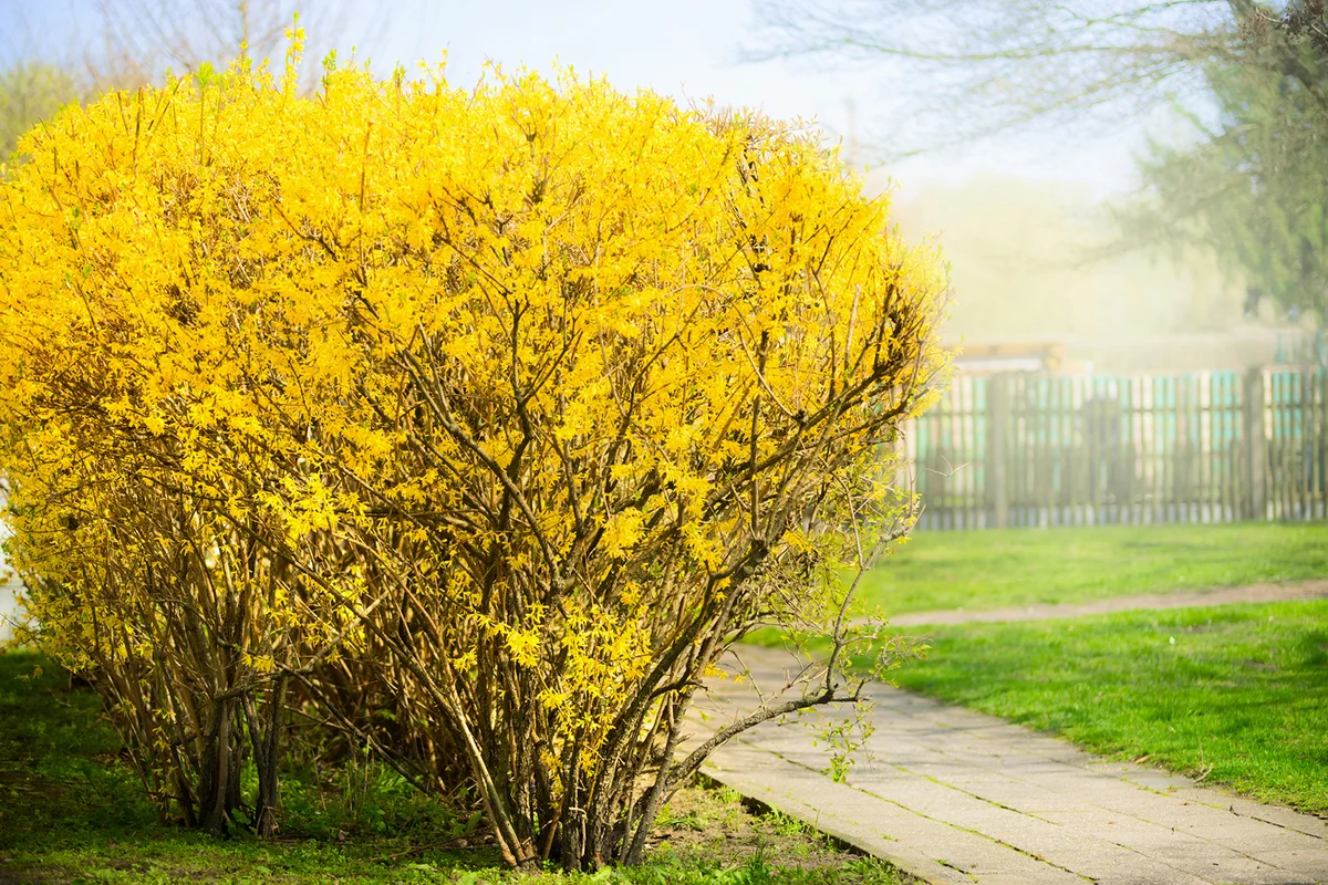 Yellow Forsythia bush at gardens background.