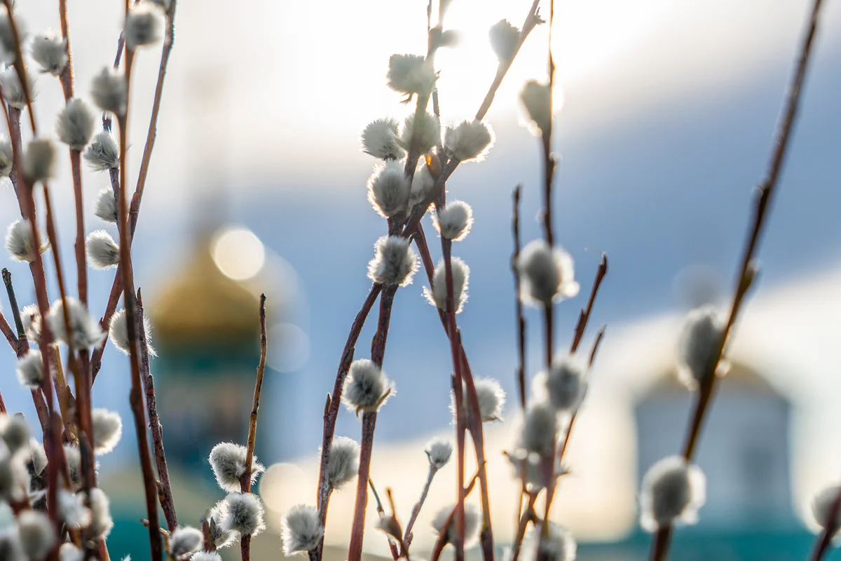 willow branches with swollen shaggy buds