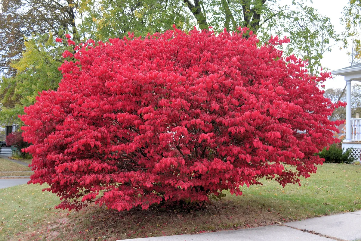 Large burning bush in full autumn bloom