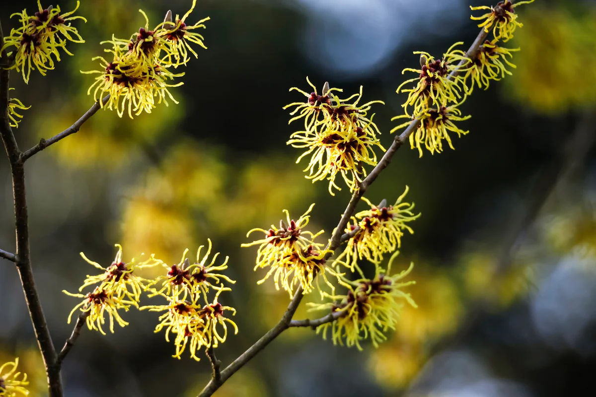 Germany, witch hazel in winter