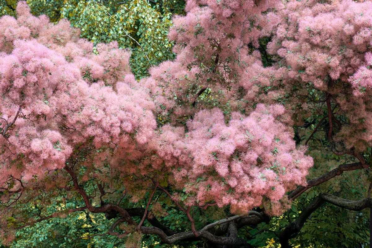 Smokebush, Skumpiya tanning or Cotinus coggygria