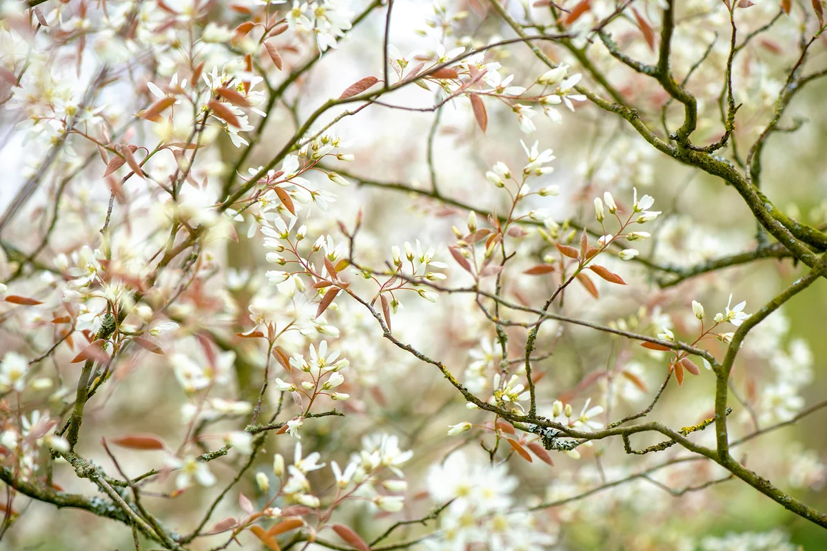 Amelanchier, also known as shadbush, shadwood or shadblow, serviceberry or sarvisberry, or just sarvis, juneberry, saskatoon, sugarplum or wild-plum, and chuckley pear