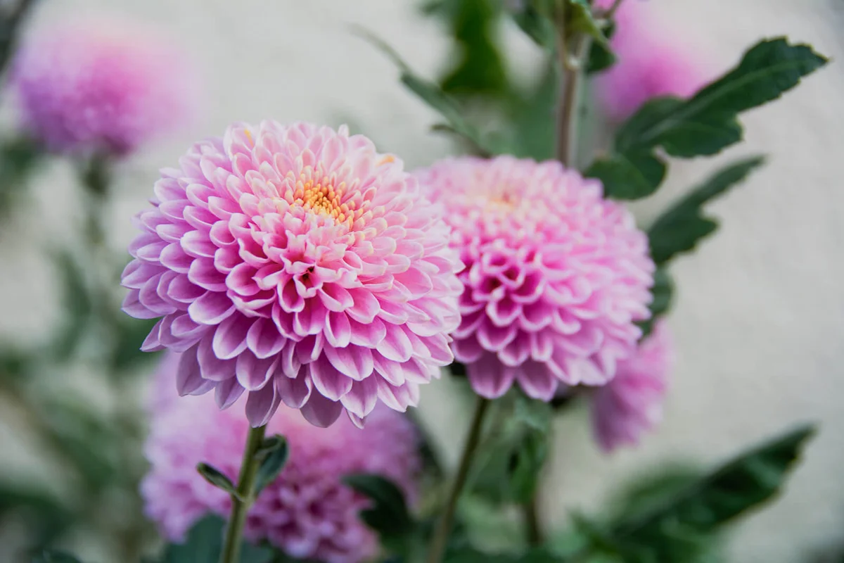Violent chrysanthemums flower