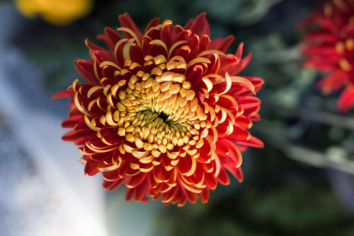 red chrysanthemum
