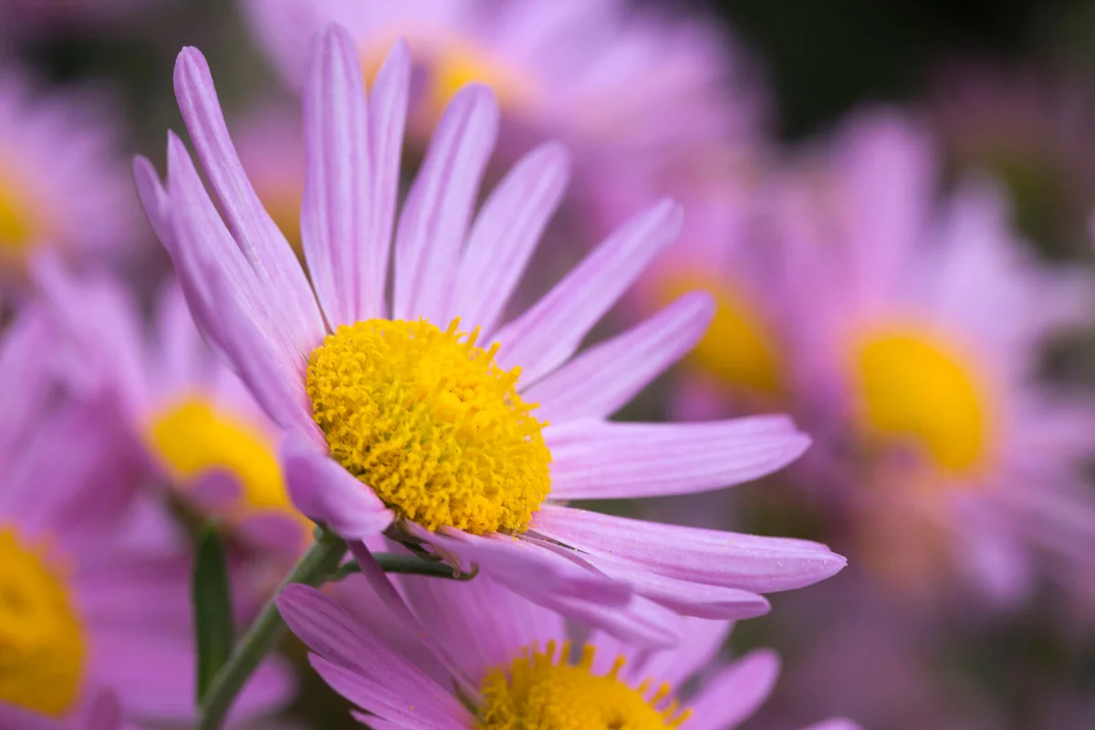 Close-up image of Chrysanthemum 'Cara Curtis'