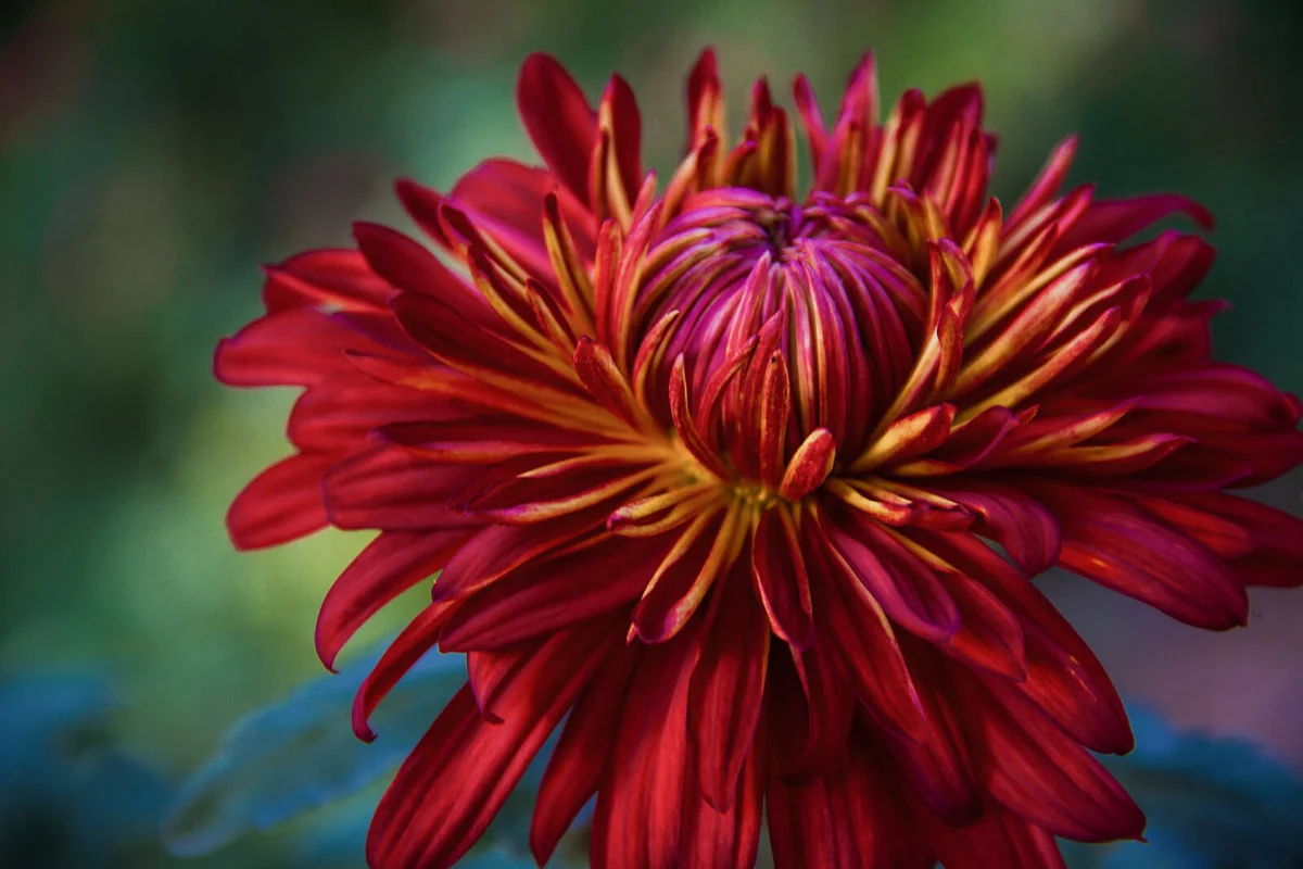 Beautiful saturated isolated red and yellow Domingo Chrysanthemum