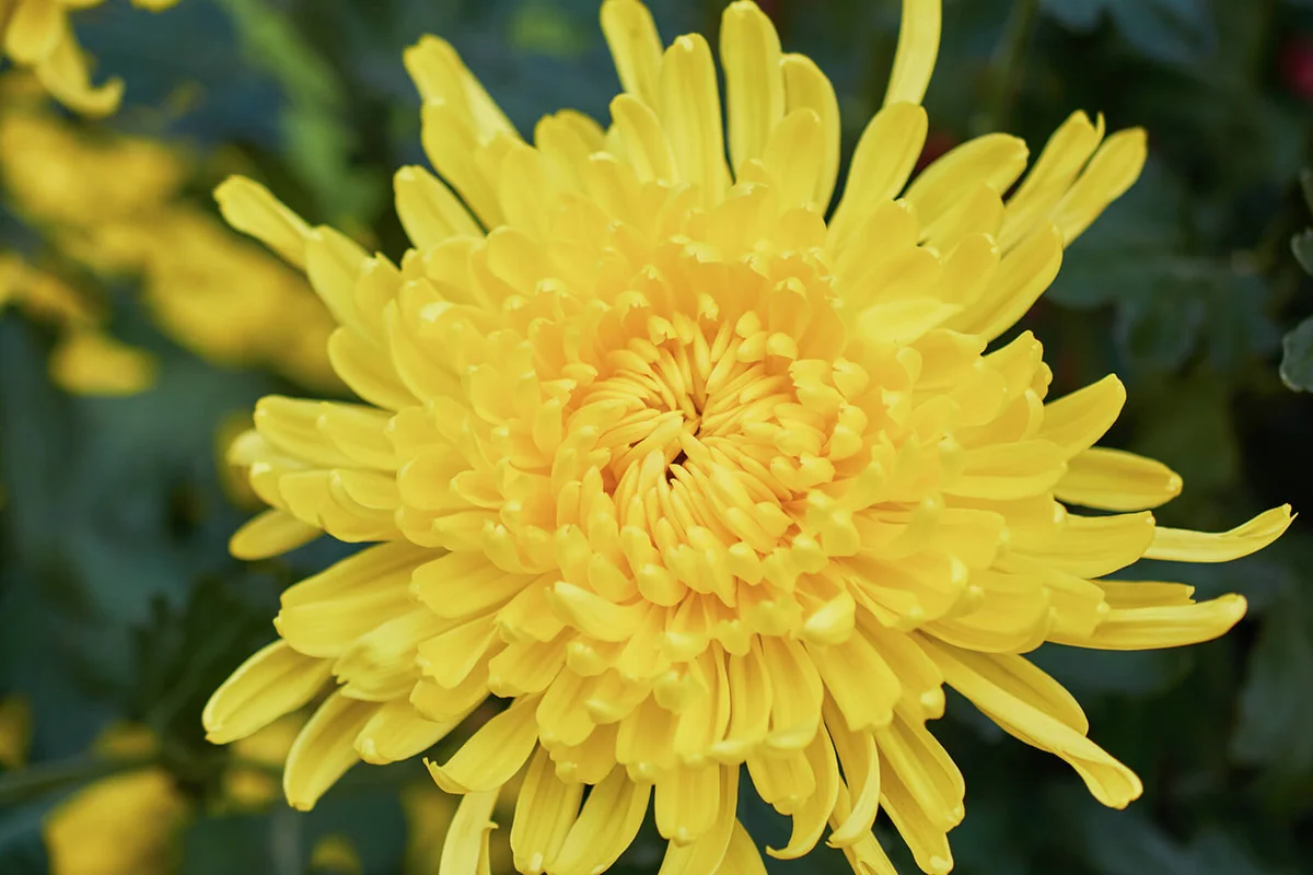 Chrysanthemum grandiflorum Ramat. "Miss Edith"