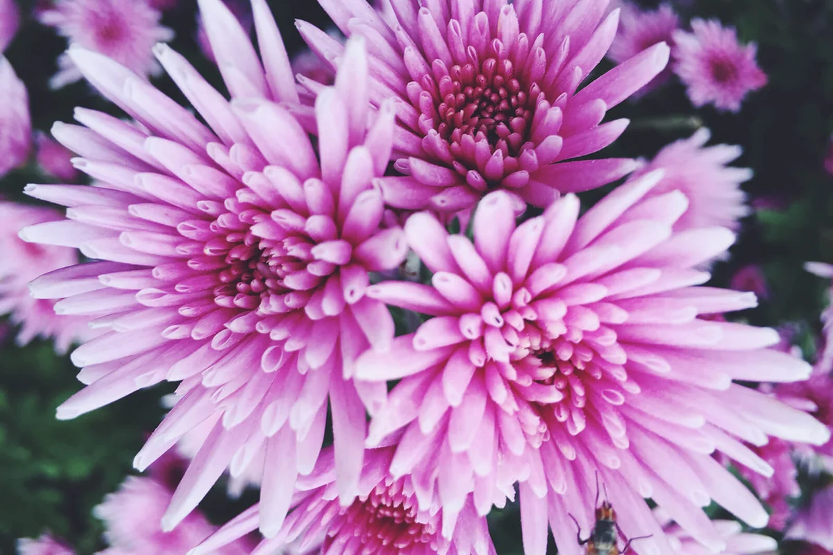Pink Chrysanthemum Growing On Field