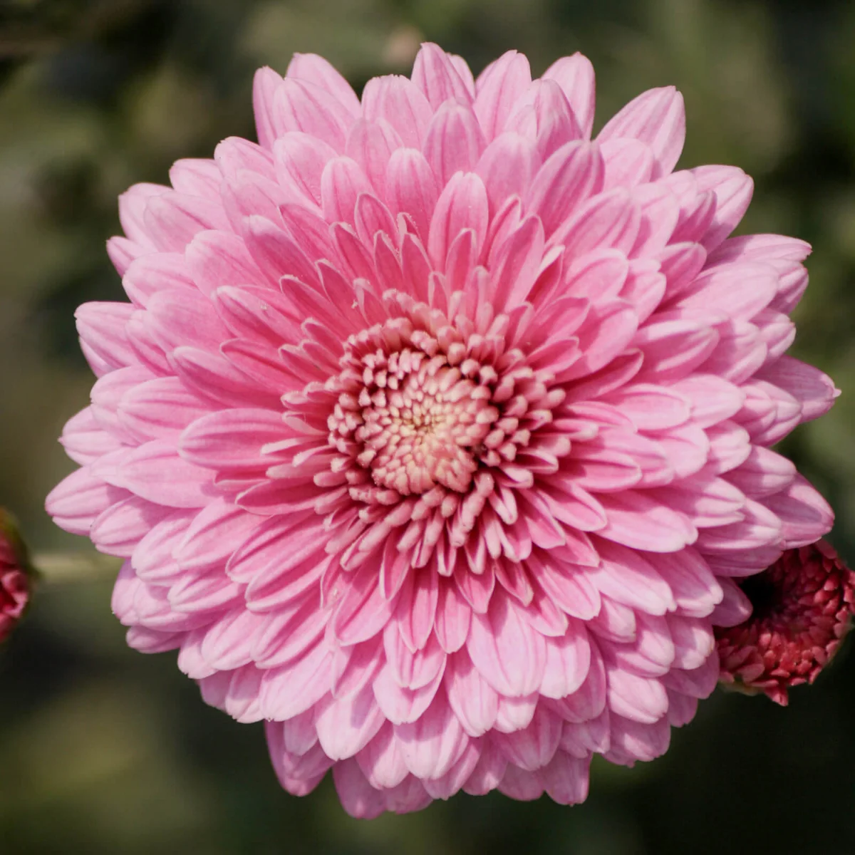 Pink-coloured Chrysanthemum × morifolium in bloom