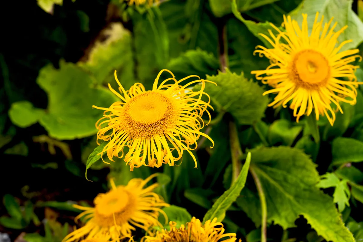 Spider chrysanthemums plant
