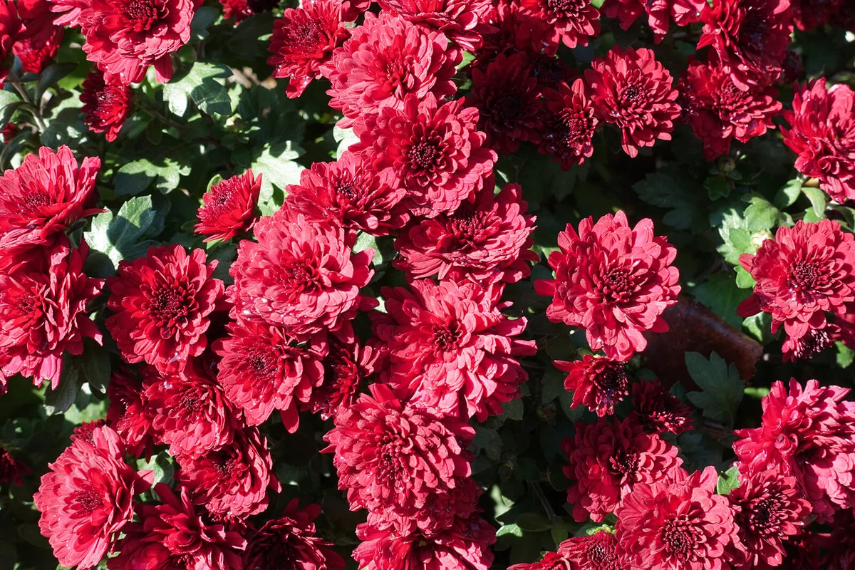 Large quantity of red flowers of Chrysanthemums in October