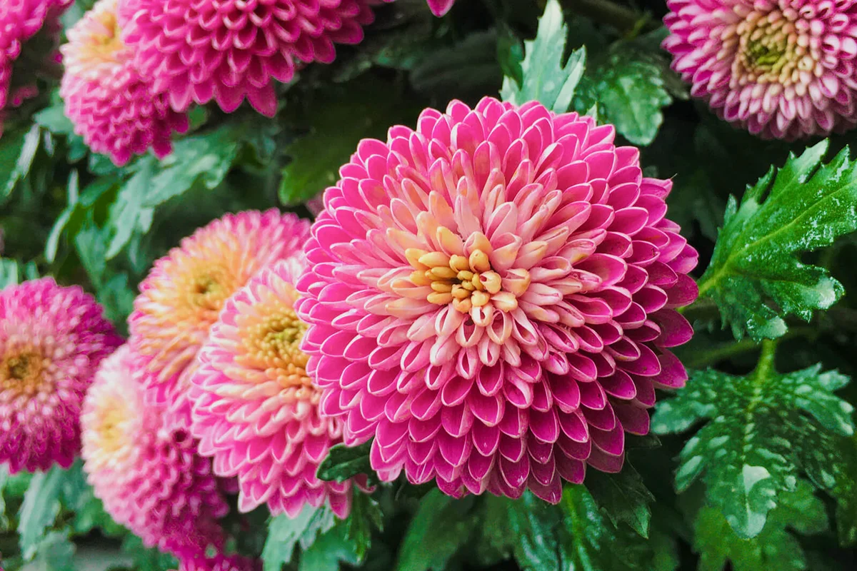 Pink pompons chrysanthemum with green leaves