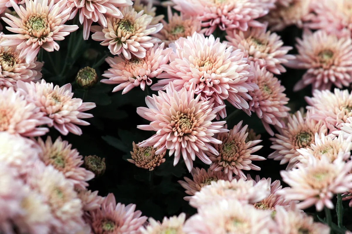 Mums or Chrysanths flowering plants of the genus Chrysanthemum in the family Asteraceae