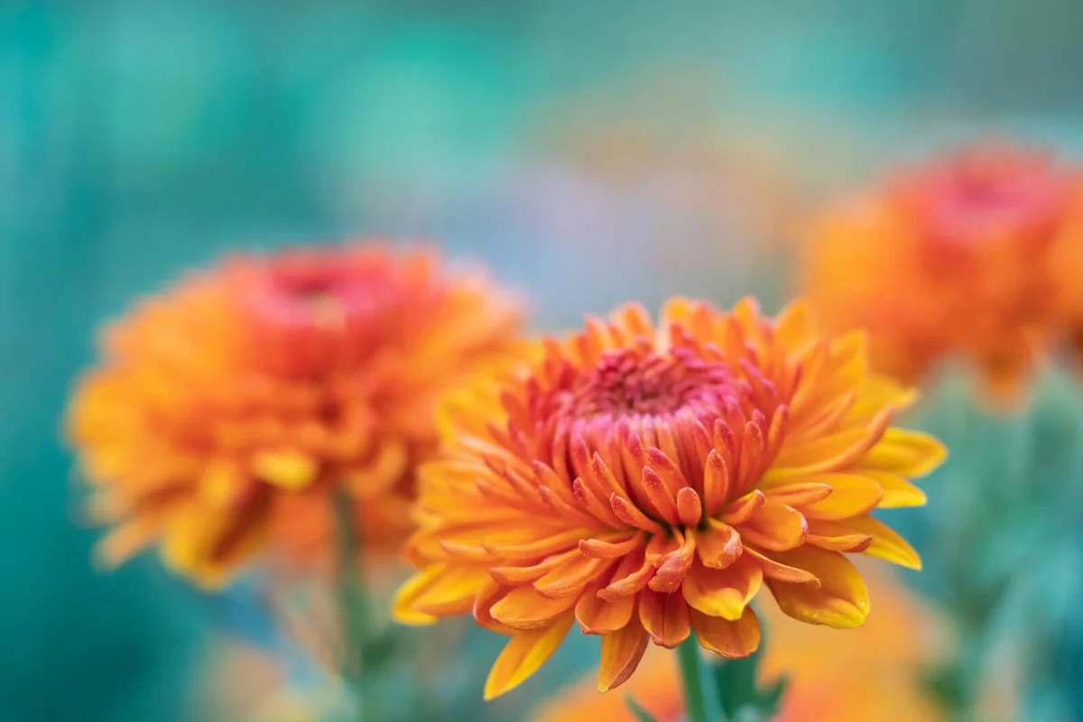 Close-Up Of Orange Flowering Plant