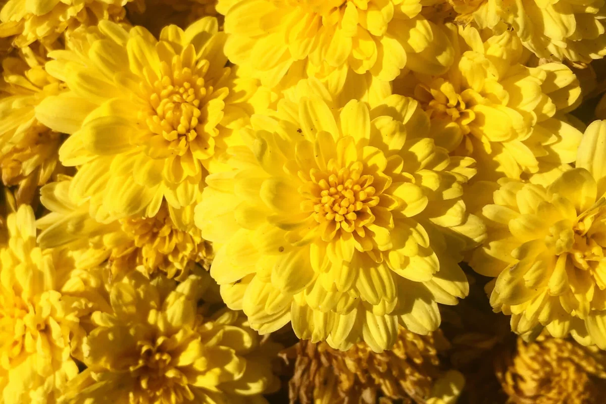 Vibrant yellow chrysanthemum flowers