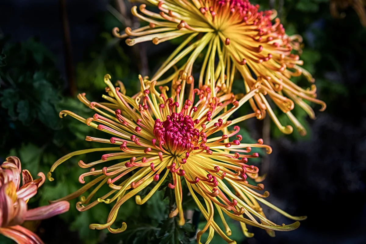 Yellow red spider chrysanthemum close-up