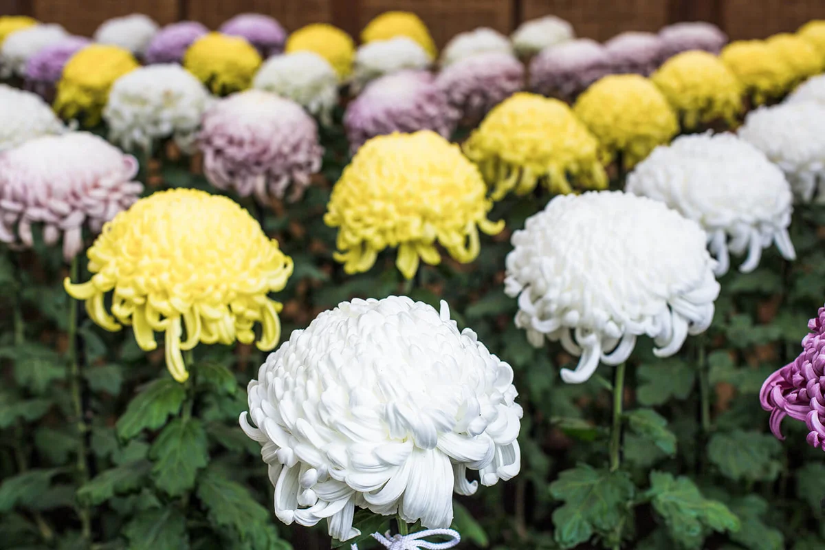 chrysanthemum Whiteout Plants