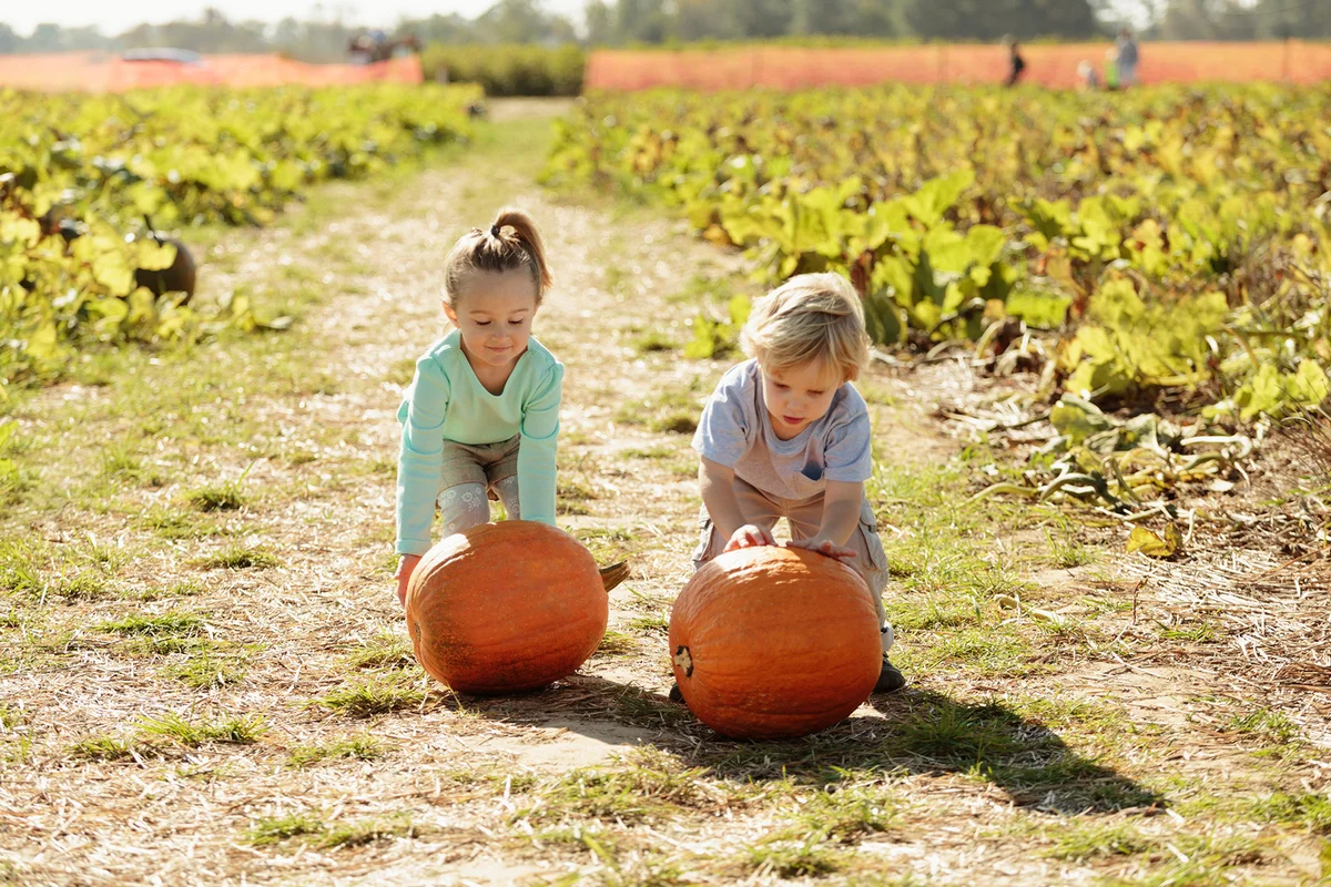 Brother and sister in pumpkin field rolling pumpkins