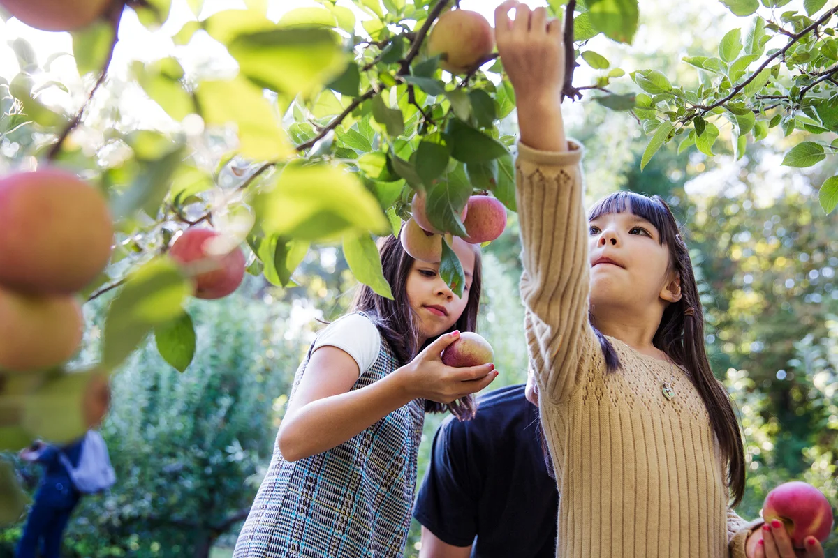 Daughters with father harvesting in apple orchard