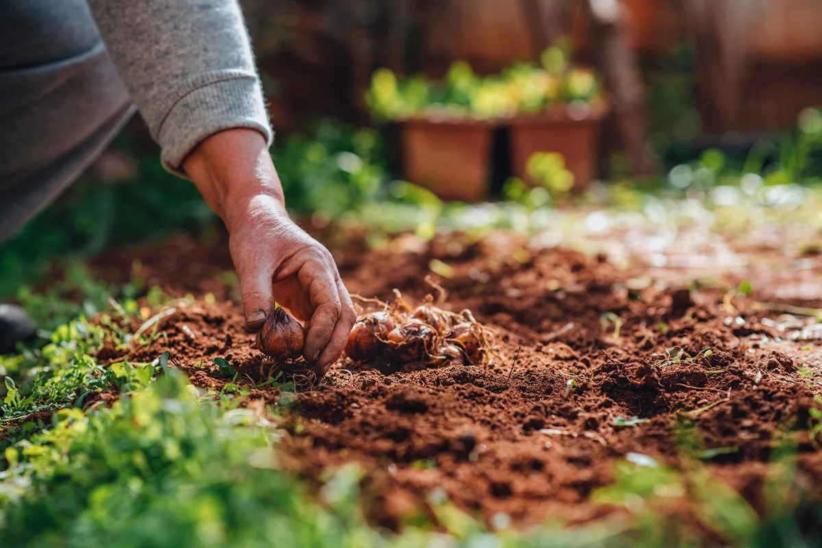 Planting Bulbs in Her Garden