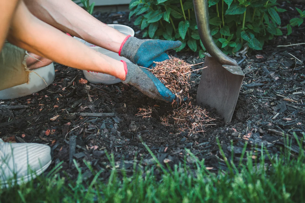 Man putting mulch into a garden