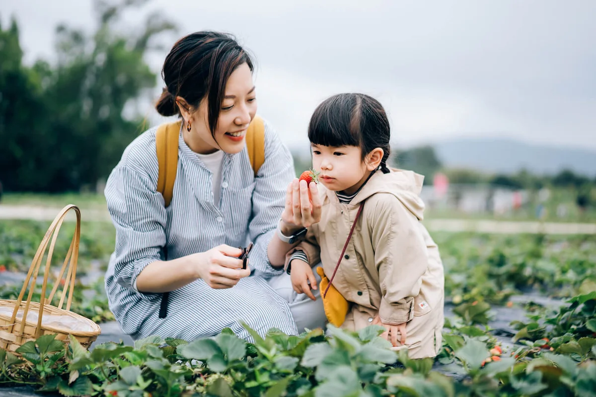 mother and lovely little daughter picking fresh strawberries together in organic strawberry farm joyfully