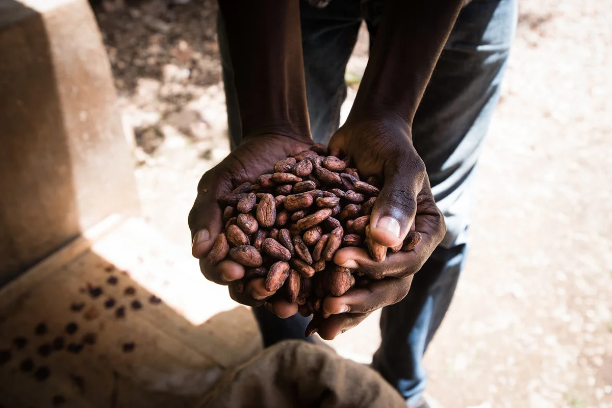 Man Holding Cacao Beans