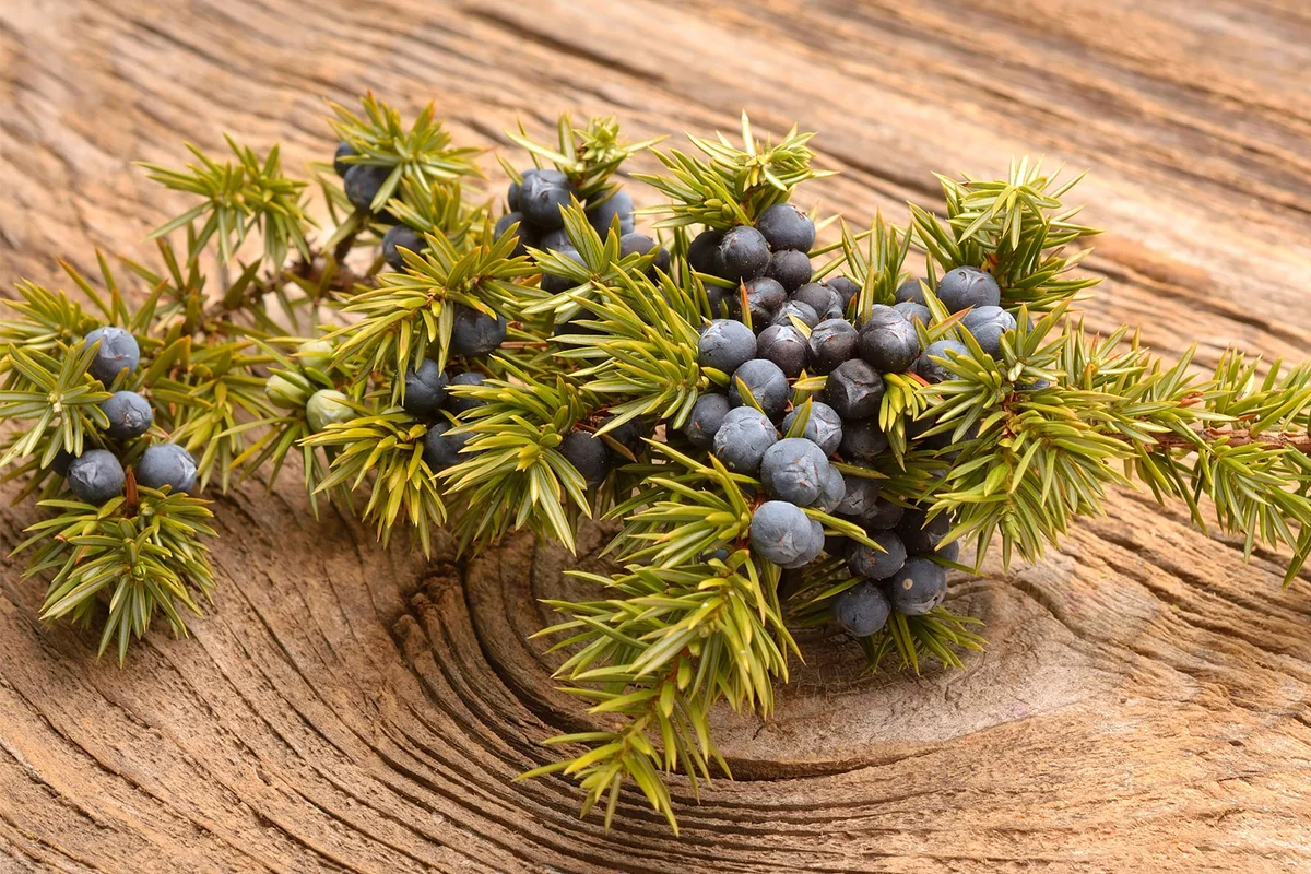 juniper branch and berries