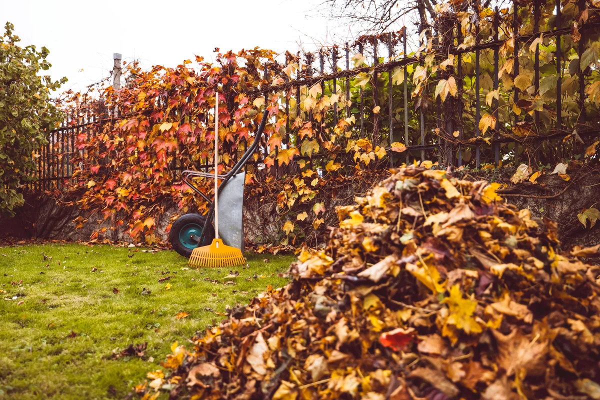 A pile of golden autumn leaves in front and a wheelbarrow