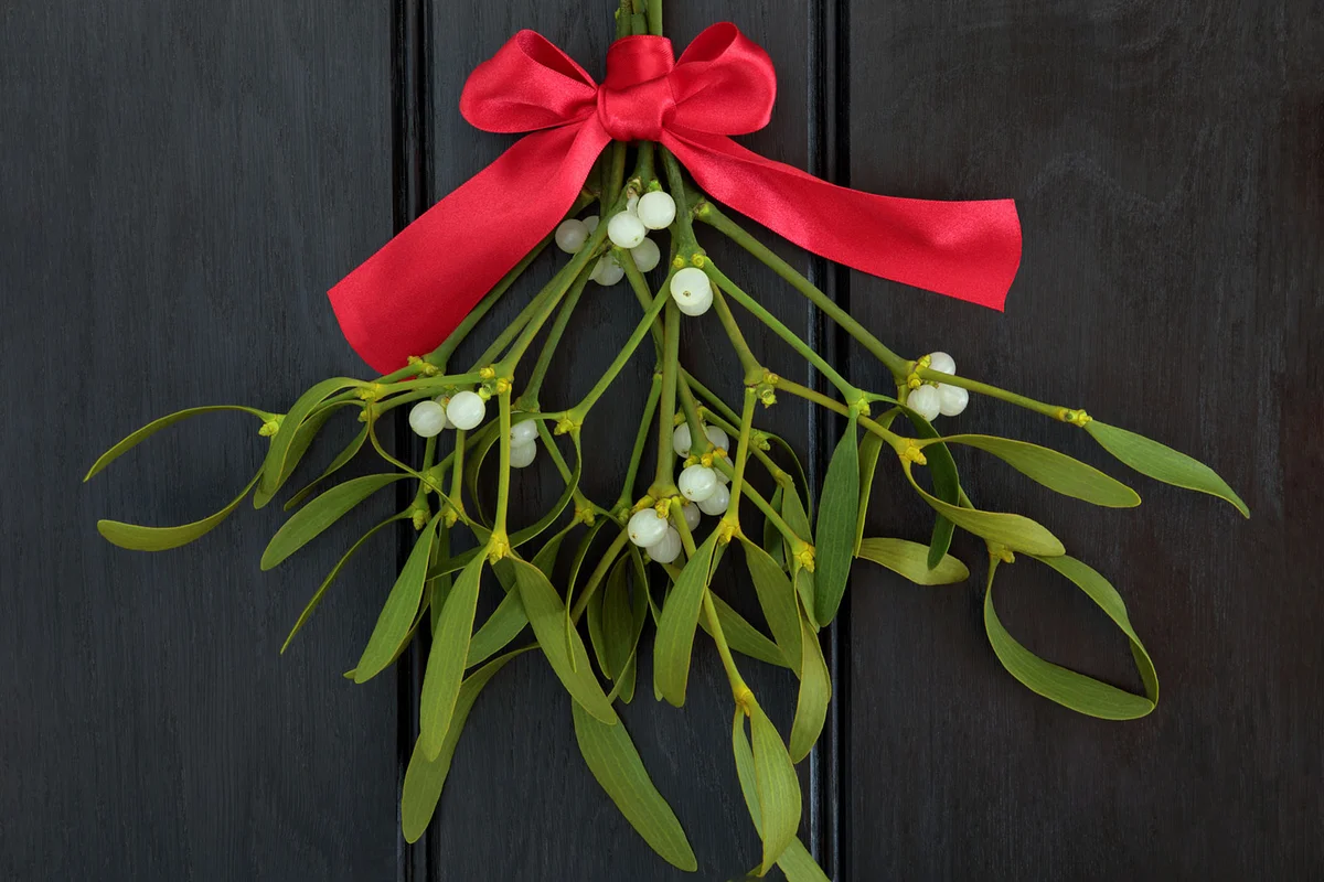 mistletoe with red bow