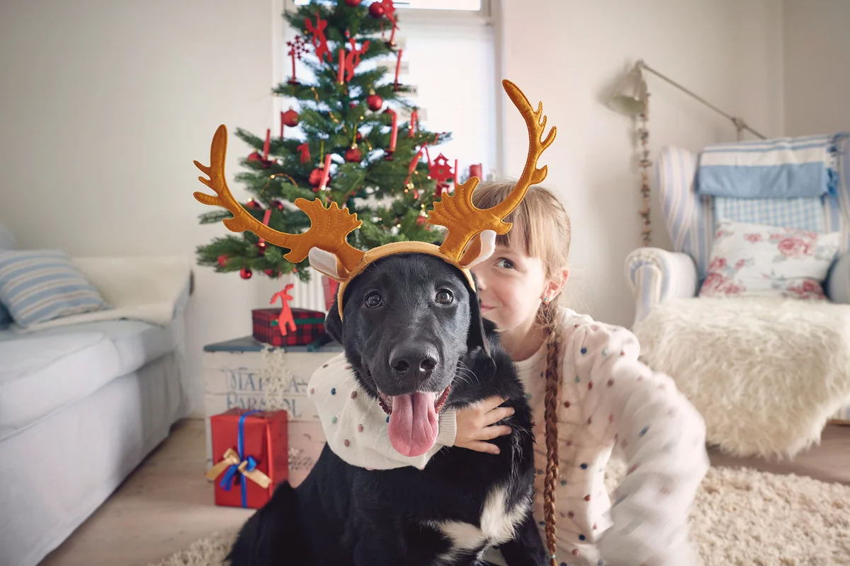 Girl embracing her dog (Labrador Border Collie Mix) enjoying Christmas