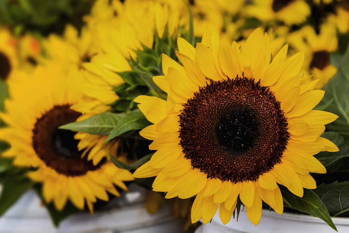 Closeup of beautiful sunflower in white bucket at farmers market with blurred sunflowers behind