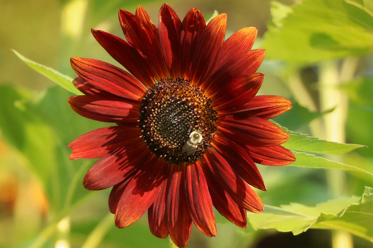 Red Courtesan Sunflower