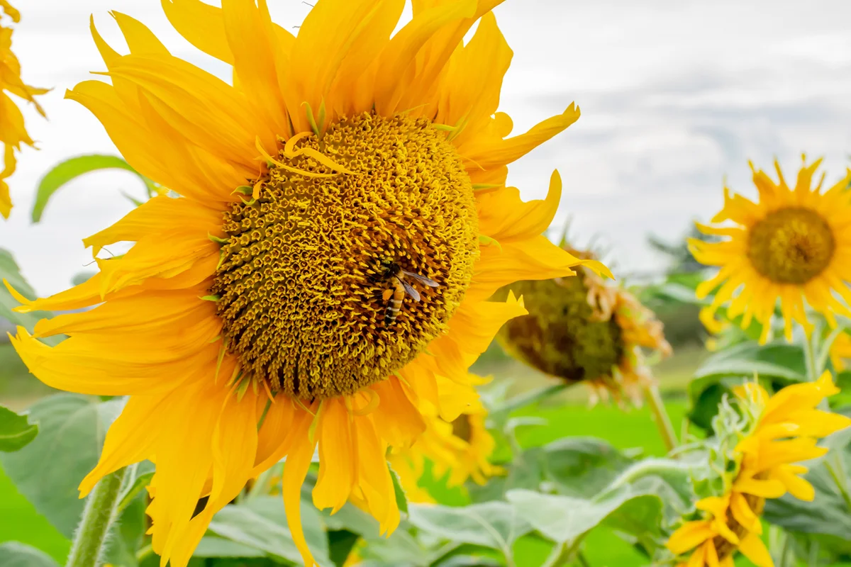 Mammoth Gray Striped Sunflower