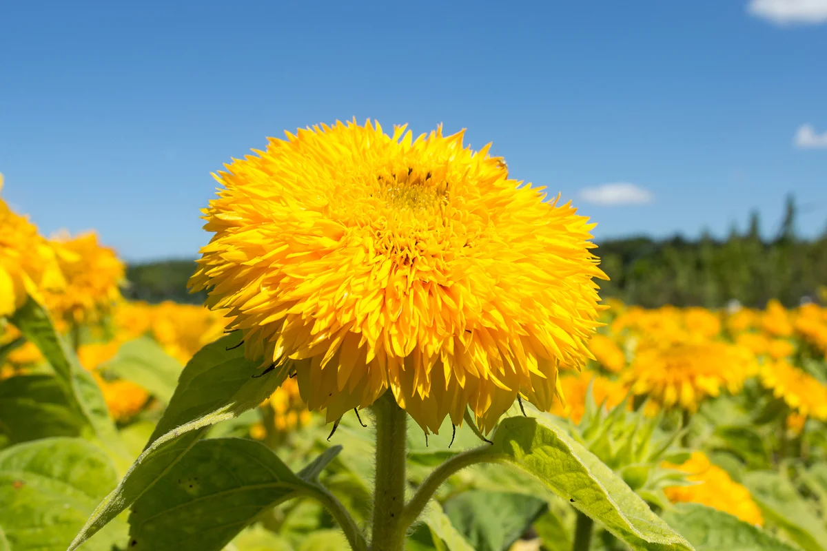 Teddy Bear Sunflower