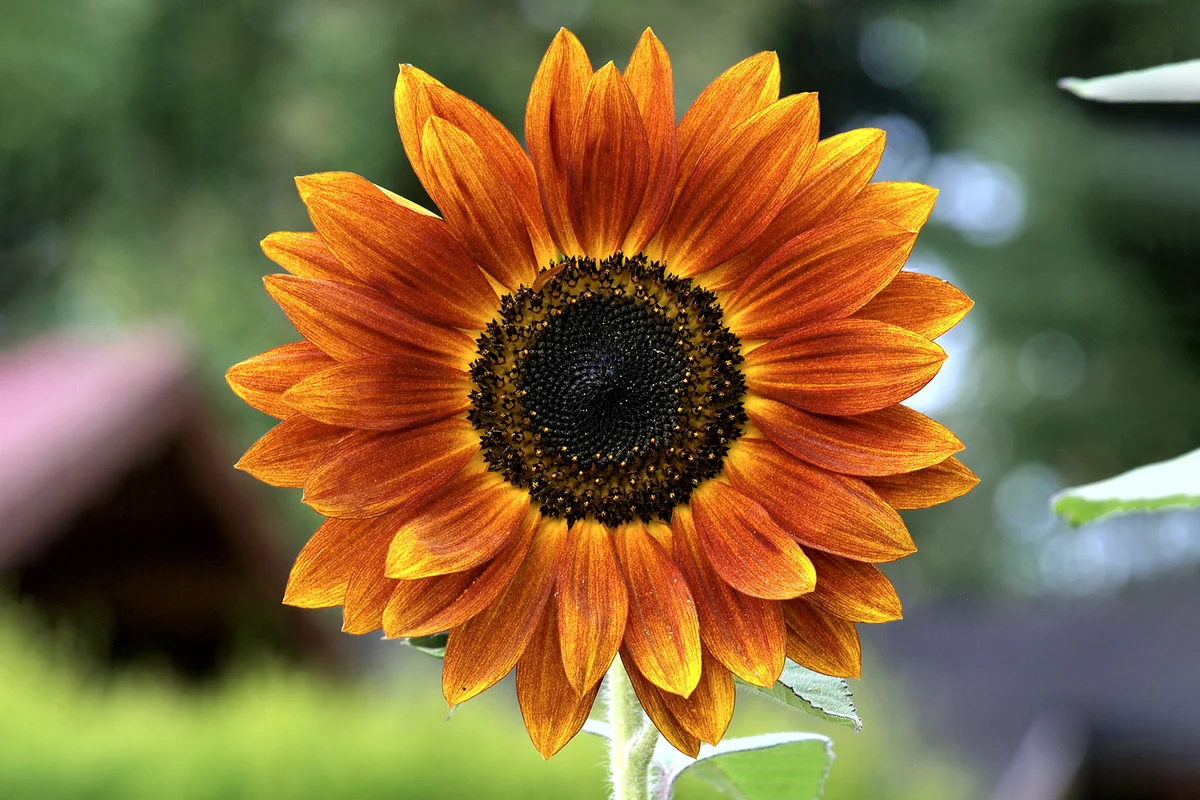 Autumn Beauty Sunflower